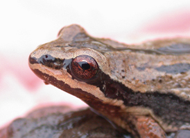 New Jersey Chorus Frog